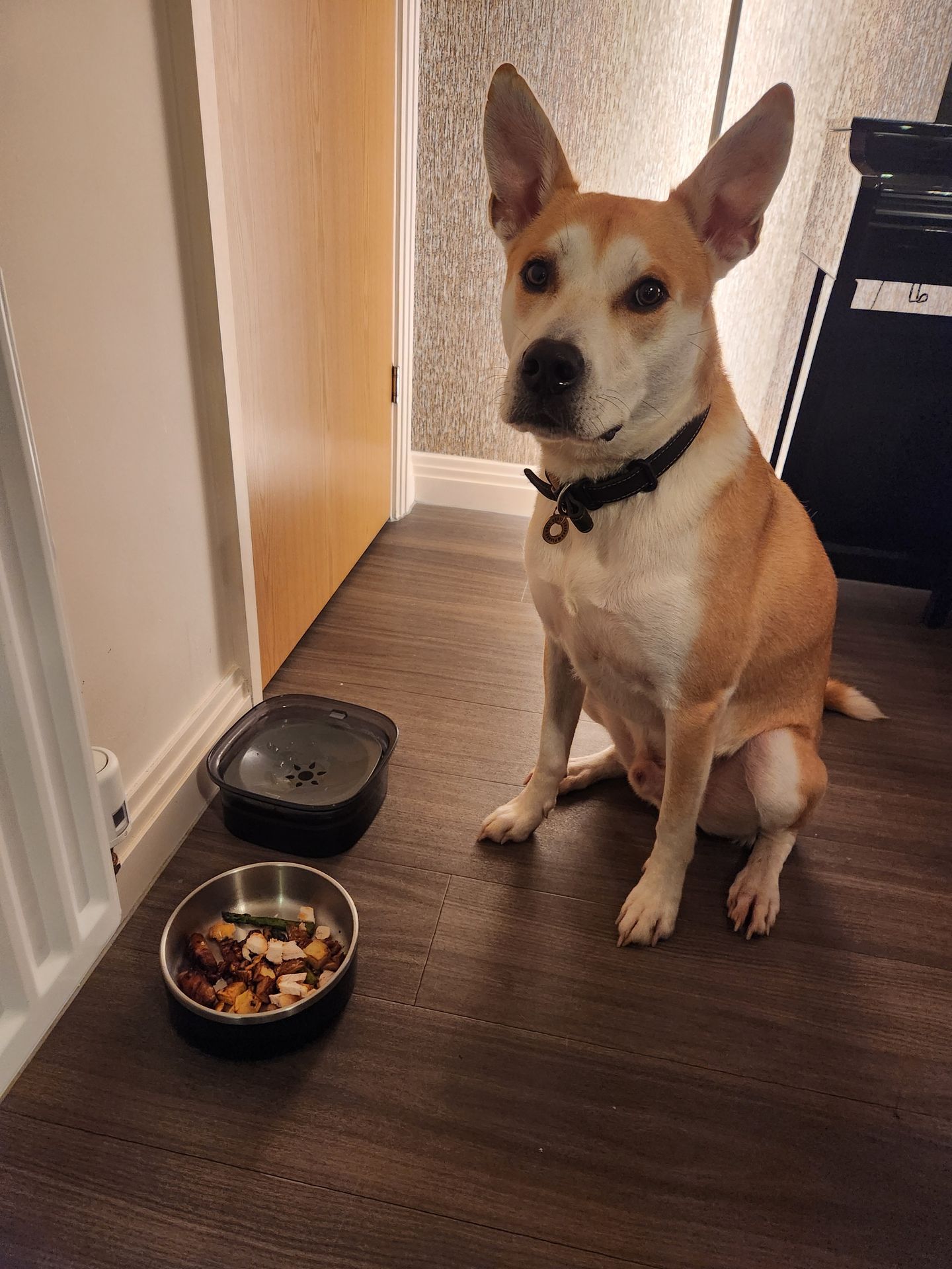 Loki waiting for dinner